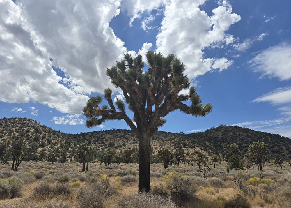 Western Joshua trees.
